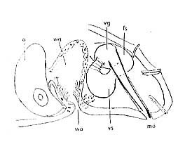 Macrostomum tenuicauda Macrostomum tenuicauda