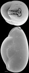 Triloculina chrysostoma New Zealand