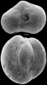 Chromista - Foraminifera (foraminifers)