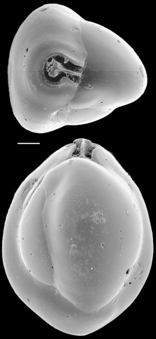 Triloculina trigonula New Zealand Triloculina trigonula New Zealand