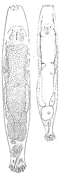 Macrostomum tenuicauda