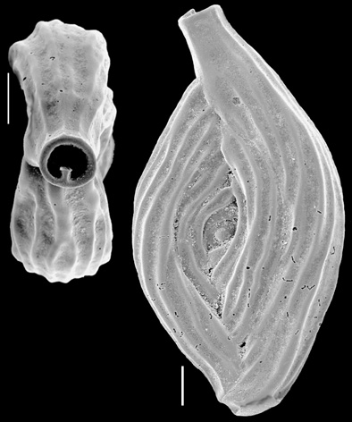 Spiroloculina antillarum New Zealand Spiroloculina antillarum New Zealand