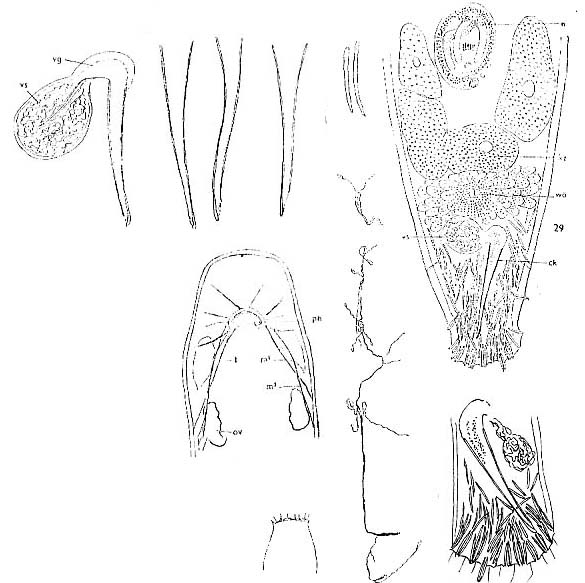 Macrostomum tenuicauda Macrostomum tenuicauda