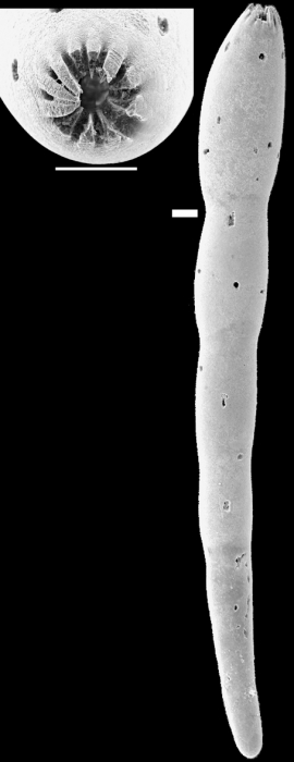 Laevidentalina haueri New Zealand Laevidentalina haueri New Zealand