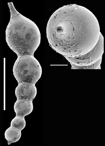 Nodosaria inflexa New Zealand