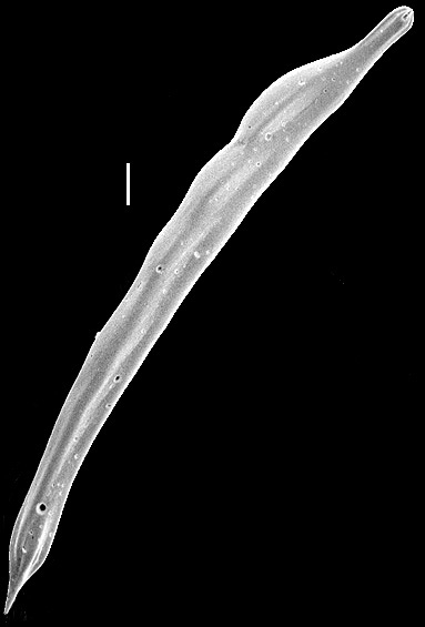 Vaginulina vertebralis New Zealand