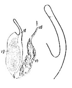 Myozona stylifera Myozona stylifera