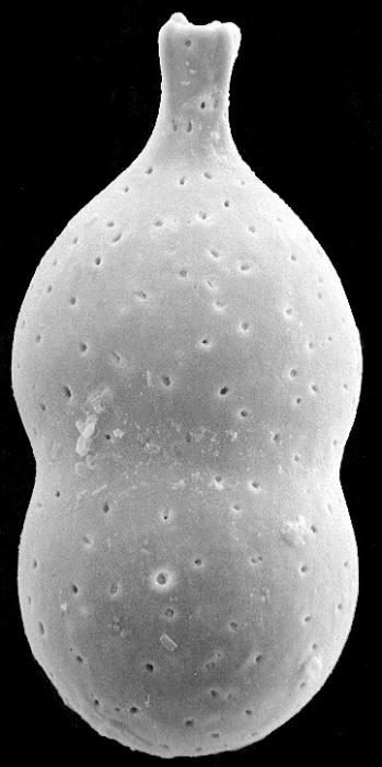 Nodosaria nebulosa New Zealand Nodosaria nebulosa New Zealand