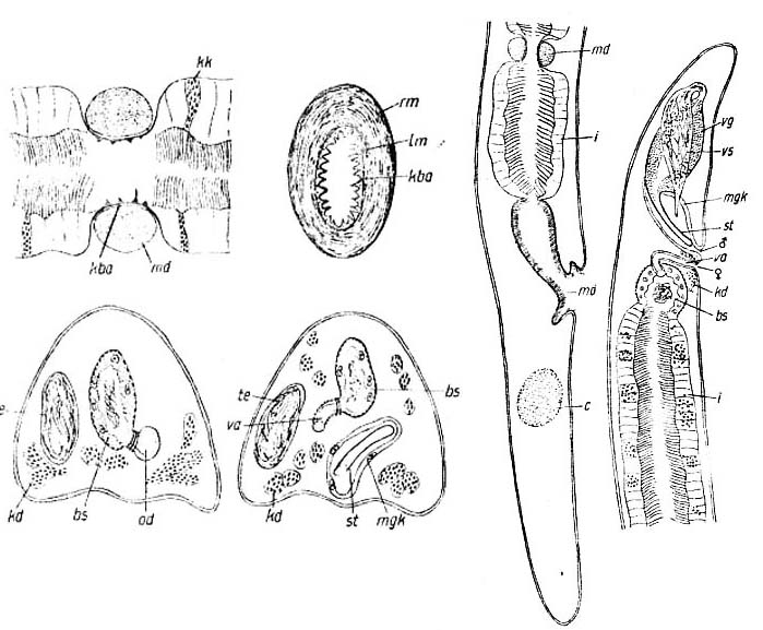Myozona stylifera Myozona stylifera