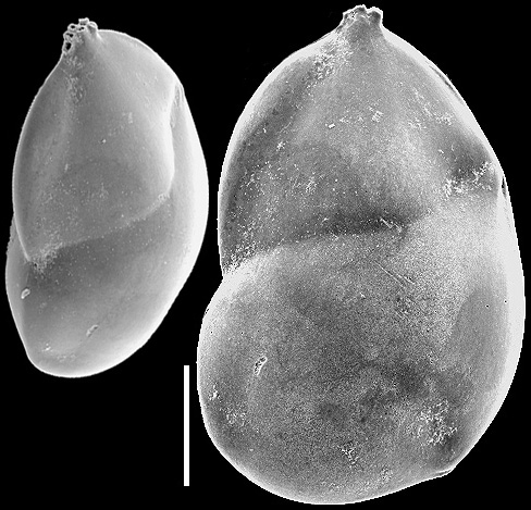 Neolenticulina variabilis New Zealand Neolenticulina variabilis New Zealand