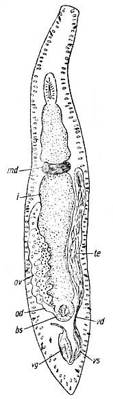 Myozona stylifera Myozona stylifera