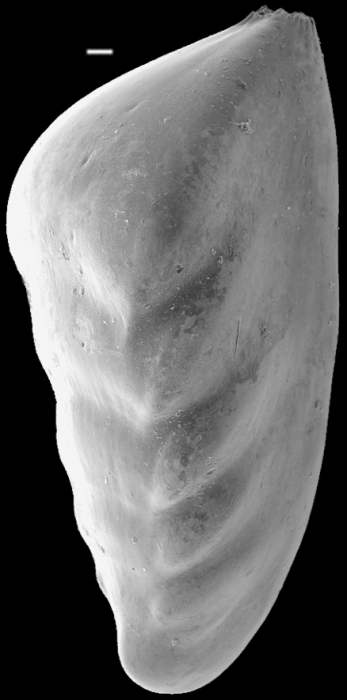 Saracenaria italica New Zealand Saracenaria italica New Zealand