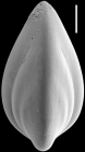 Saracenaria latifrons New Zealand