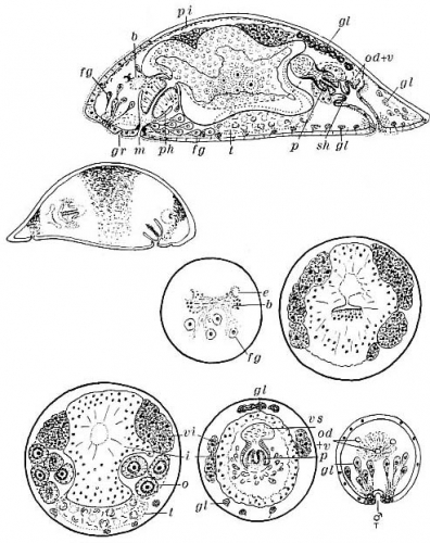 Plagiostomum vittatum