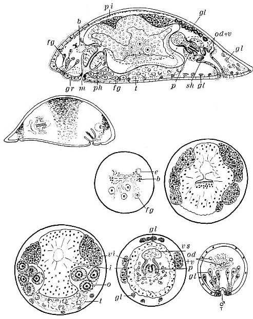 Plagiostomum vittatum Plagiostomum vittatum