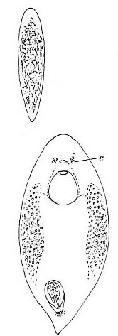 Plagiostomum vittatum Plagiostomum vittatum