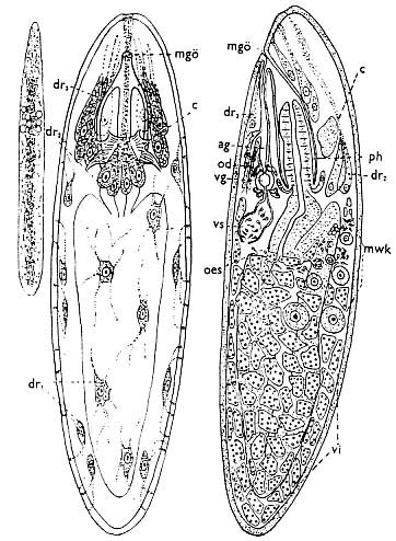 Archimonotresis limophila Archimonotresis limophila