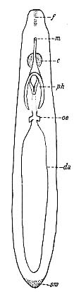 Archimonotresis limophila