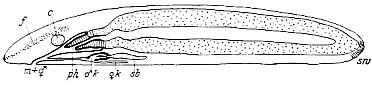 Archimonotresis limophila