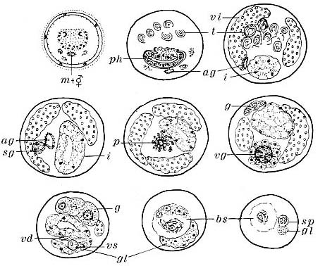 Pseudostomum gracilis