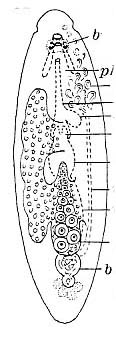 Pseudostomum gracilis