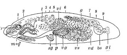 Pseudostomum gracilis