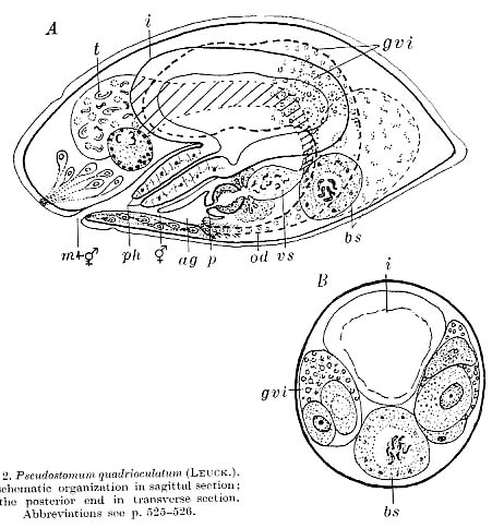 Pseudostomum quadrioculatum Pseudostomum quadrioculatum