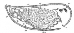 Halammovortex macropharynx