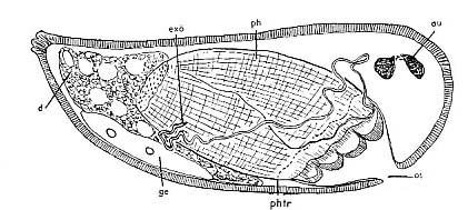 Halammovortex macropharynx Halammovortex macropharynx