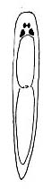 Halammovortex macropharynx Halammovortex macropharynx