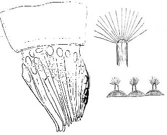 Halammovortex macropharynx Halammovortex macropharynx