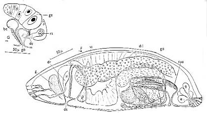 Jensenia angulata Jensenia angulata
