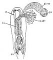 Platyhelminthes (flatworms)