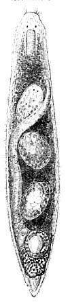 Bresslauilla relicta Bresslauilla relicta