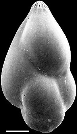 Guttulina yabei New Zealand Guttulina yabei New Zealand