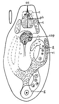 Bresslauilla relicta Bresslauilla relicta