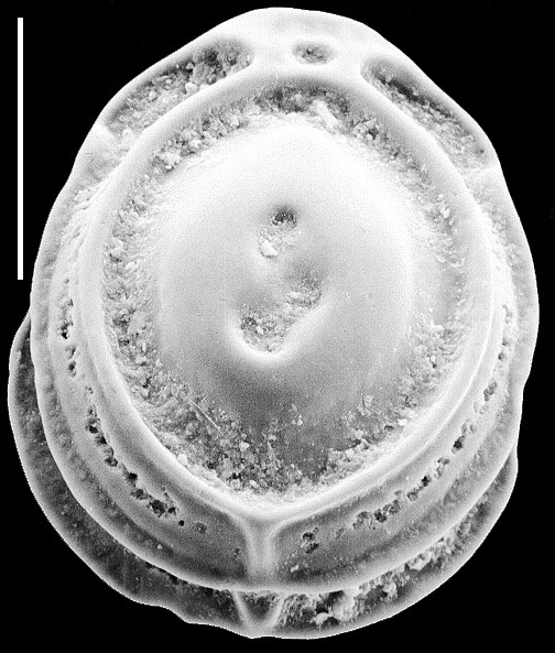 Palliolatella quadrirevertens New Zealand Palliolatella quadrirevertens New Zealand