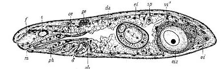 Bresslauilla relicta