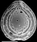 Palliolatella lacunata paucialveolata New Zealand