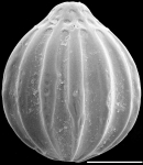 Chromista - Foraminifera (foraminifers)