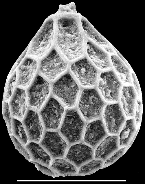 Favulina hexagona New Zealand Favulina hexagona New Zealand