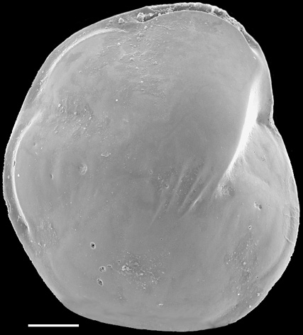 Hoeglundina elegans New Zealand Hoeglundina elegans New Zealand