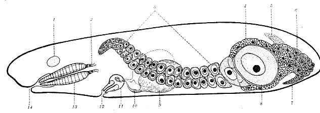 Bresslauilla relicta