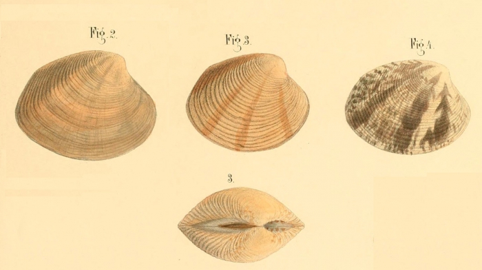 Venus virginea Linnaeus, 1767 sensu Philippi, 1849Illustrated on pl. VIII fig. 2-4