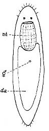 Pseudograffilla arenicola