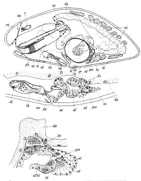 Pseudograffilla arenicola