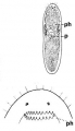 Platyhelminthes (flatworms)