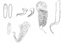 Platyhelminthes (flatworms)