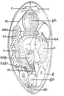 Baicalellia brevituba Baicalellia brevituba