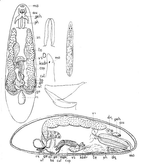 Hangethellia calceifera Hangethellia calceifera